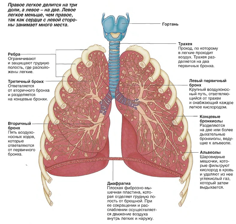 Какой лег. Устройство легких. Устройство лёгких человека. Легкие описание.