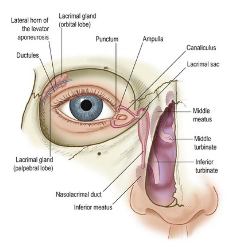 Нижний мешок глаза. Анатомия глаза слезный мешок. Строение глаза человека конъюнктивальный мешок. Тарзальная конъюнктива век. Конъюнктива глаза анатомия.