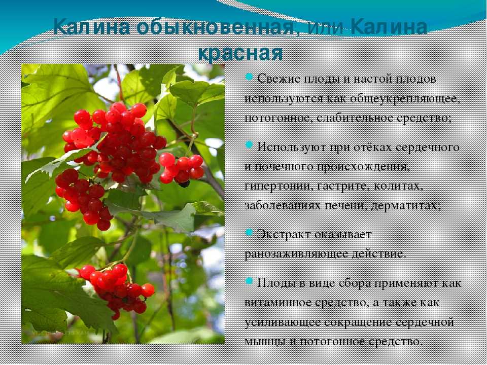 Калина бурятская фото и описание