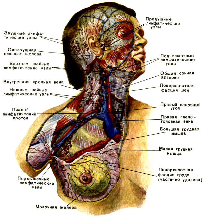 В каком месте лимфоузлы. Лимфатическая система человека анатомия шеи. Лимфатическая система человека расположение лимфоузлов. Схема лимфатической системы головы. Лимфатические сосуды туловища.