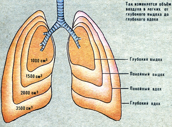 Вода в легких название. Механизм дыхания жизненная ёмкость лёгких. Объем воздуха в легких человека. Жизненный объём лёгких человека.