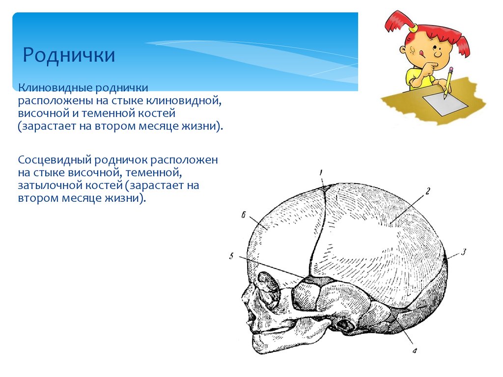 Размер родничка. Клиновидный и сосцевидный роднички. Сосцевидный Родничок у новорожденных. Теменные кости черепа новорожденных.