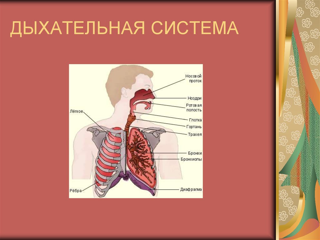 Дыхательная система человека рисунок