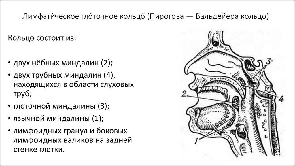 Составить схему лимфоидного кольца указать парные и непарные миндалины