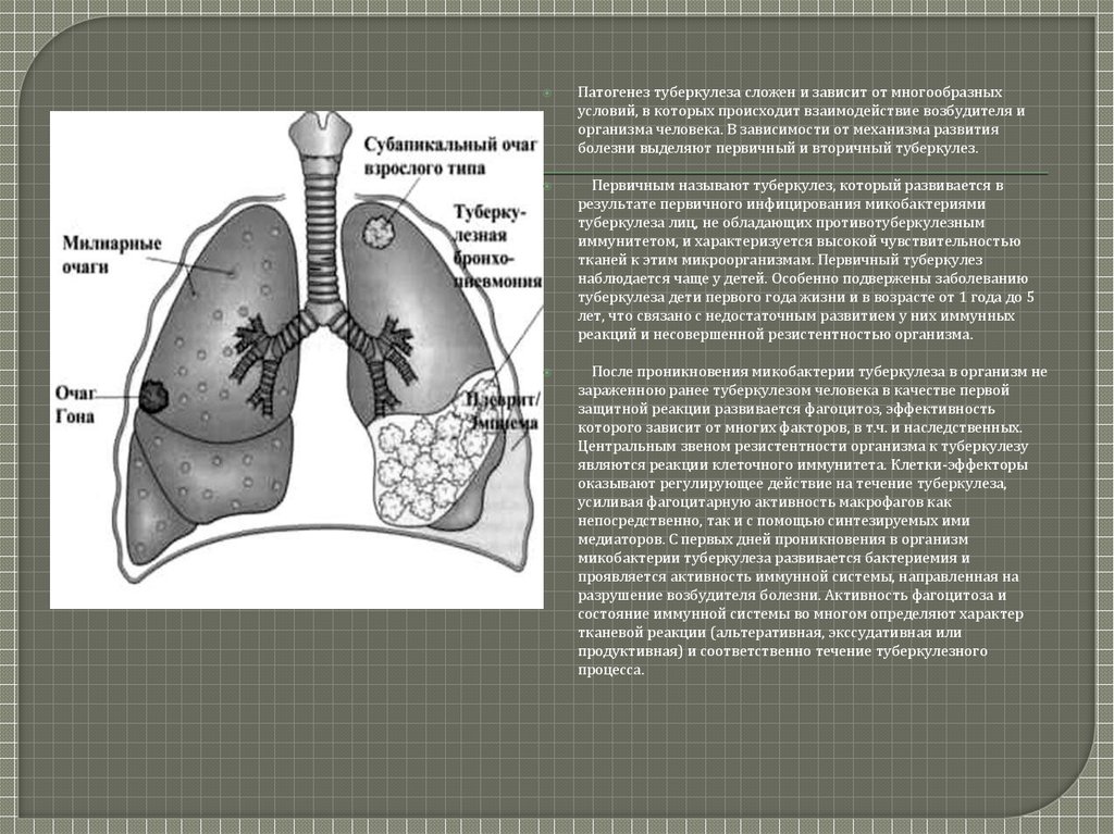 При туберкулезе чаще поражаются. Лёгкие человека туберкулез. Туберкулез презентация.