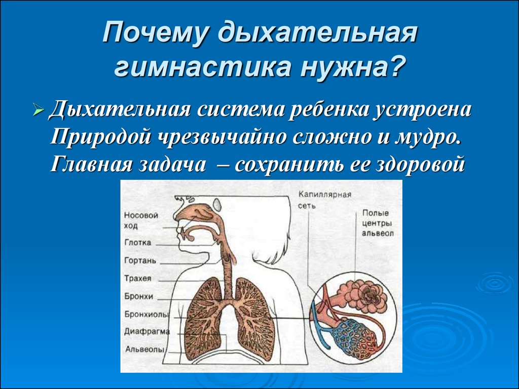 Презентация про дыхательную систему