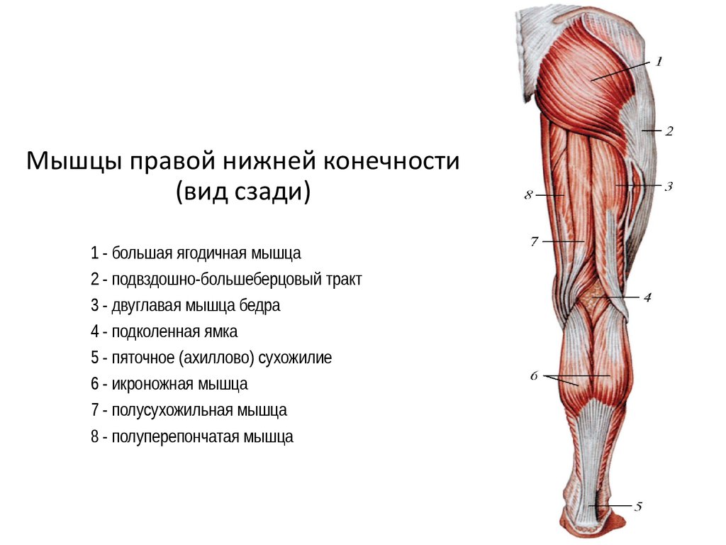Боли в мышцах коленного сустава. Мышцы нижней конечности анатомия спереди. Поверхностные мышцы нижней конечности спереди.