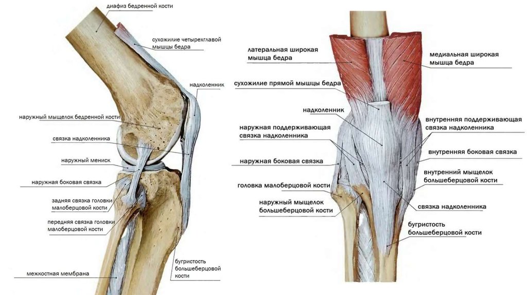 Бедренно надколенниковый. Связки надколенника анатомия. Большеберцовая кость и коленный сустав. Соединение бедренной и большеберцовой кости.