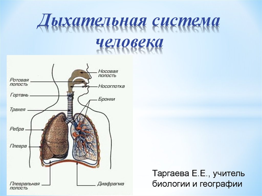 Соотнесите изображение органа дыхания с представителем класса. Строение дыхательной системы человека схема. Система органов дыхания схема. Органы дыхательной системы человека рисунок. Схема строения органов дыхания человека.