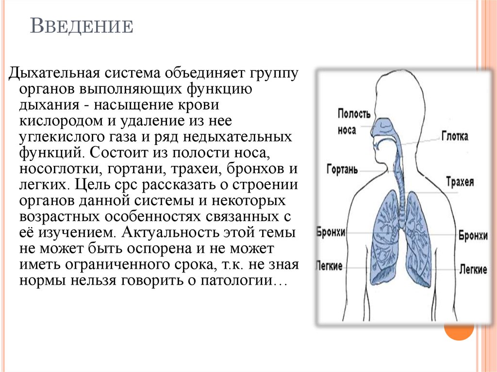 Дыхательная латынь. Дыхательная система функции системы. «Органы дыхательной системы» органы строение функции. Дыхательная система человека кратко схема. Дыхательная система человека строение и функции кратко.