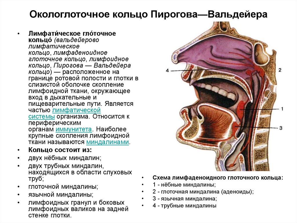 Составить схему лимфоидного кольца указать парные и непарные миндалины