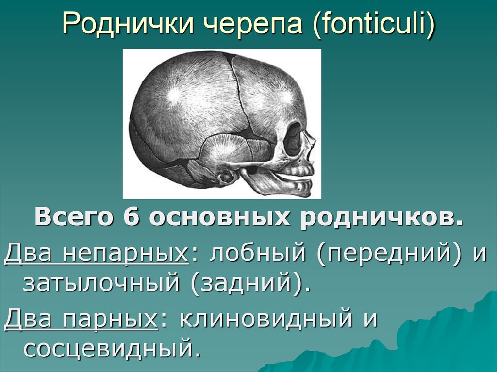 Значение родничков в черепе. Швы и роднички черепа анатомия. Роднички черепа анатомия. Клиновидный и сосцевидный роднички. Расположение родничков черепа.