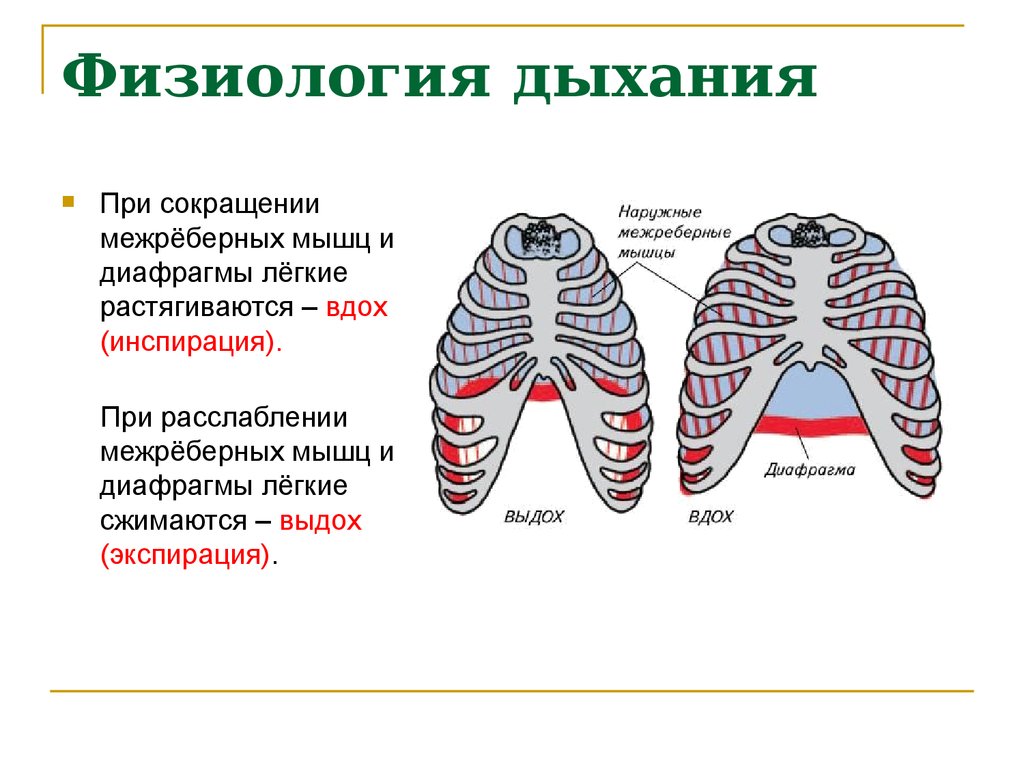 Схема легочного дыхания