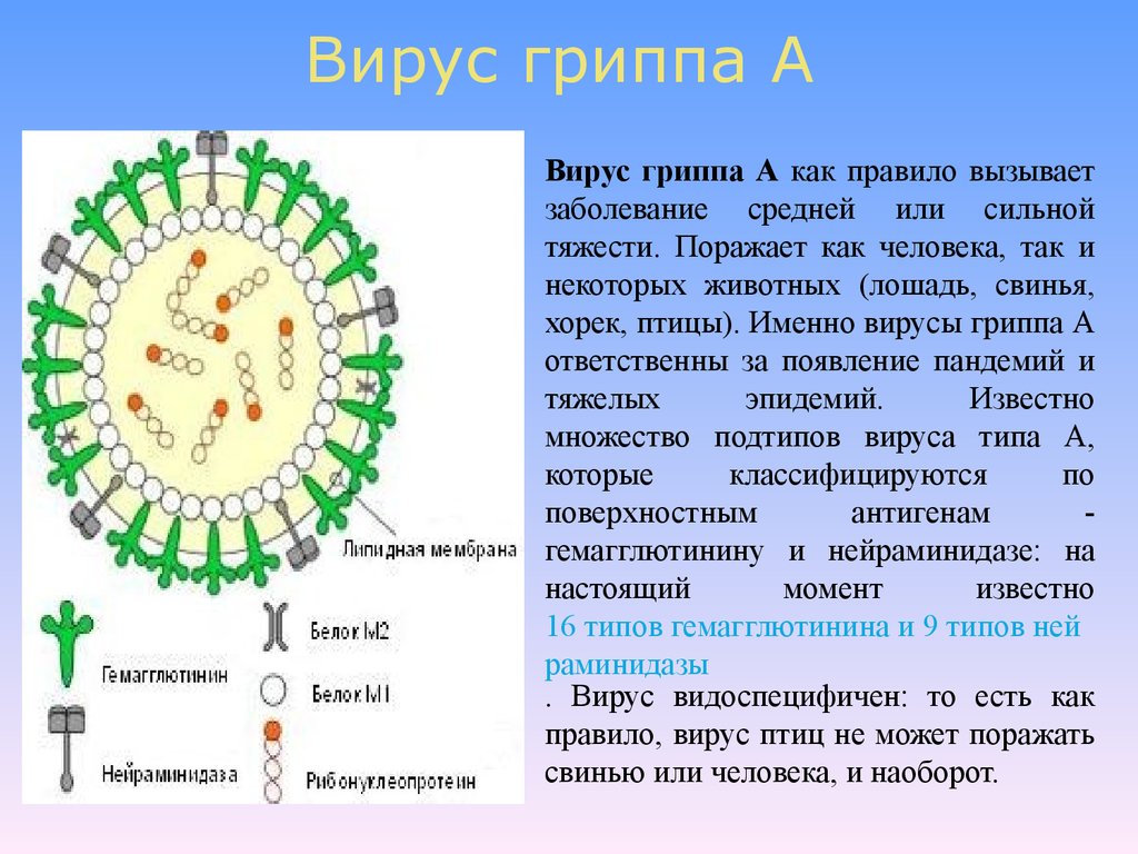 Сибирского гриппа