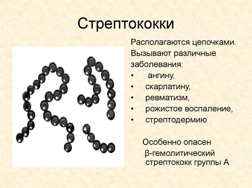 Где находится цепи. Стрептококк строение рисунок. Стрептодермия стрептококк. Стрептококк схема строения. Стрептококки форма бактерии.