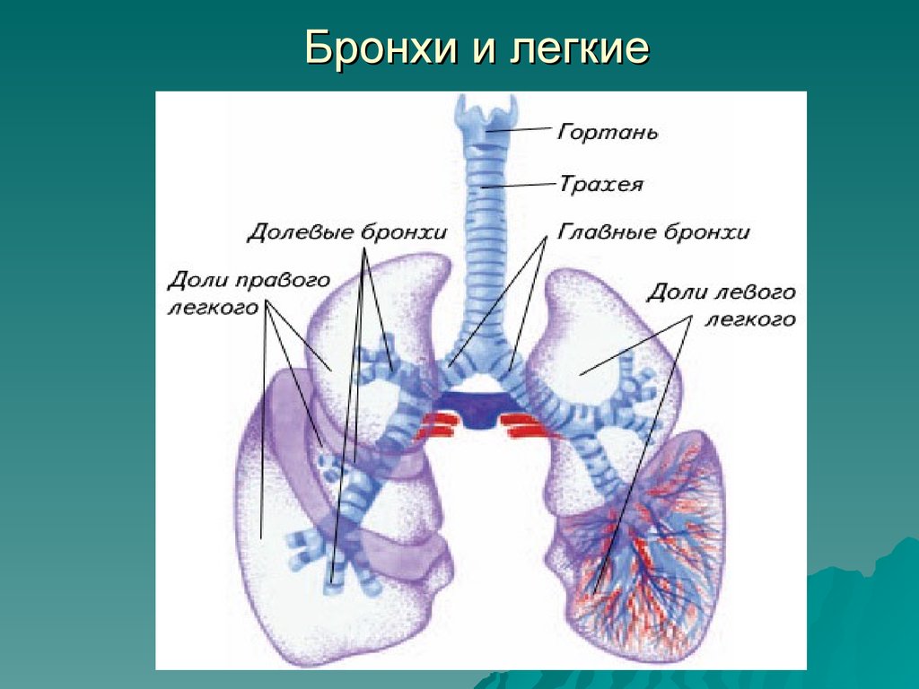 Где у человека находятся бронхи показать на картинке