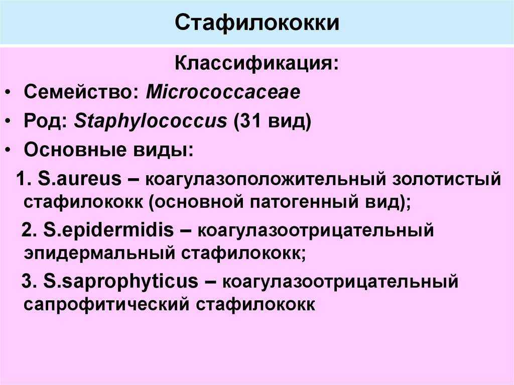 Инфекция латынь. Характеристика Staphylococcus aureus (золотистый стафилококк),. Систематика золотистого стафилококка. Таксономия золотистого стафилококка микробиология. Классификация стафилококков микробиология.