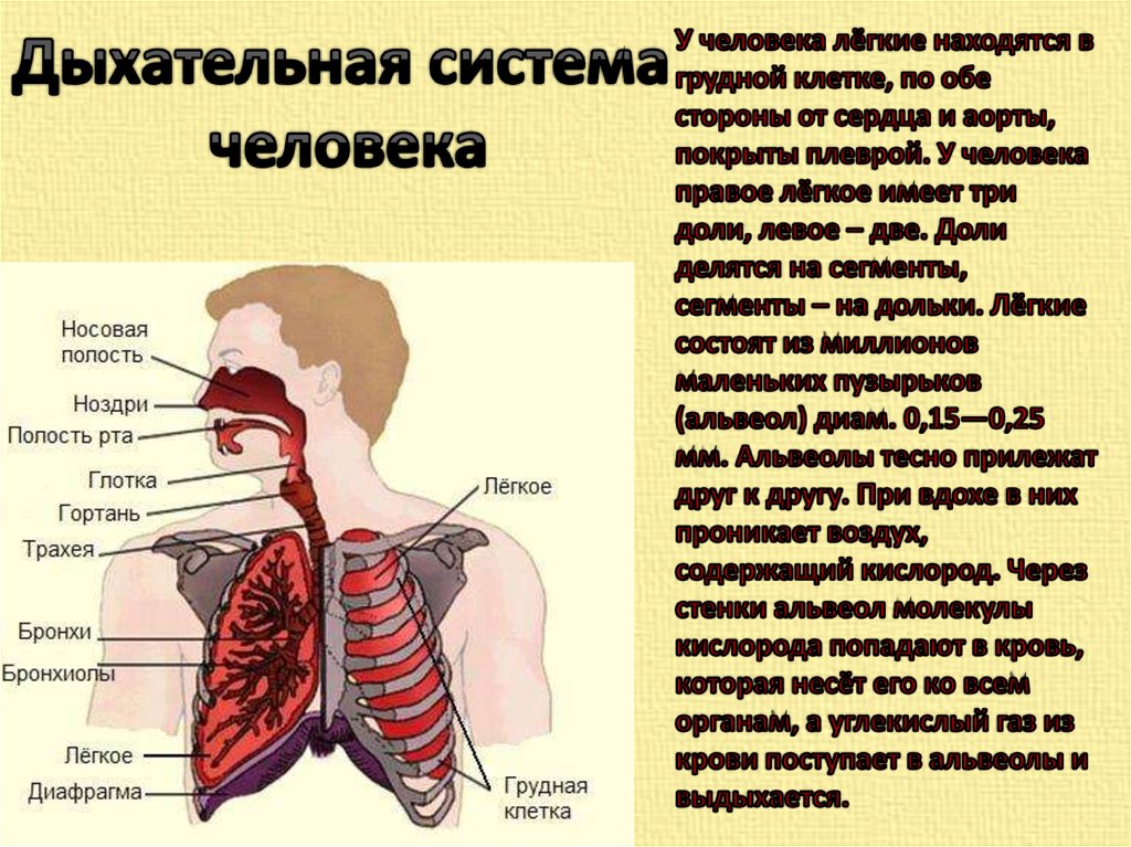 Дыхательная латынь. Дыхательная система человека. Лёгкие органы дыхания человека. Дыхательная система картинки.