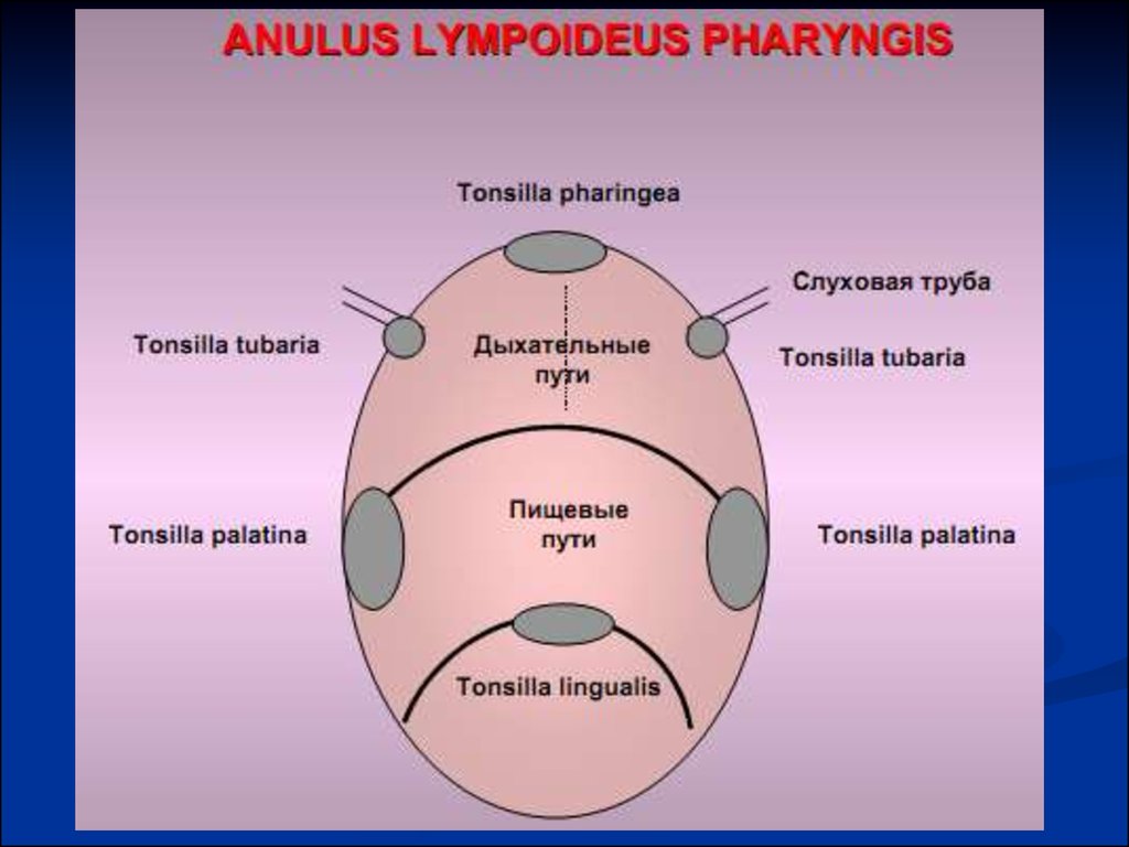 Пирогово кольцо. Кольцо Пирогова Вальдейера анатомия. Глоточное лимфоидное кольцо Пирогова-Вальдейера. Лимфоэпителиальное кольцо (кольцо Пирогова - Вальдейера):. Схема лимфоэпителиального кольца Пирогова-Вальдейера.