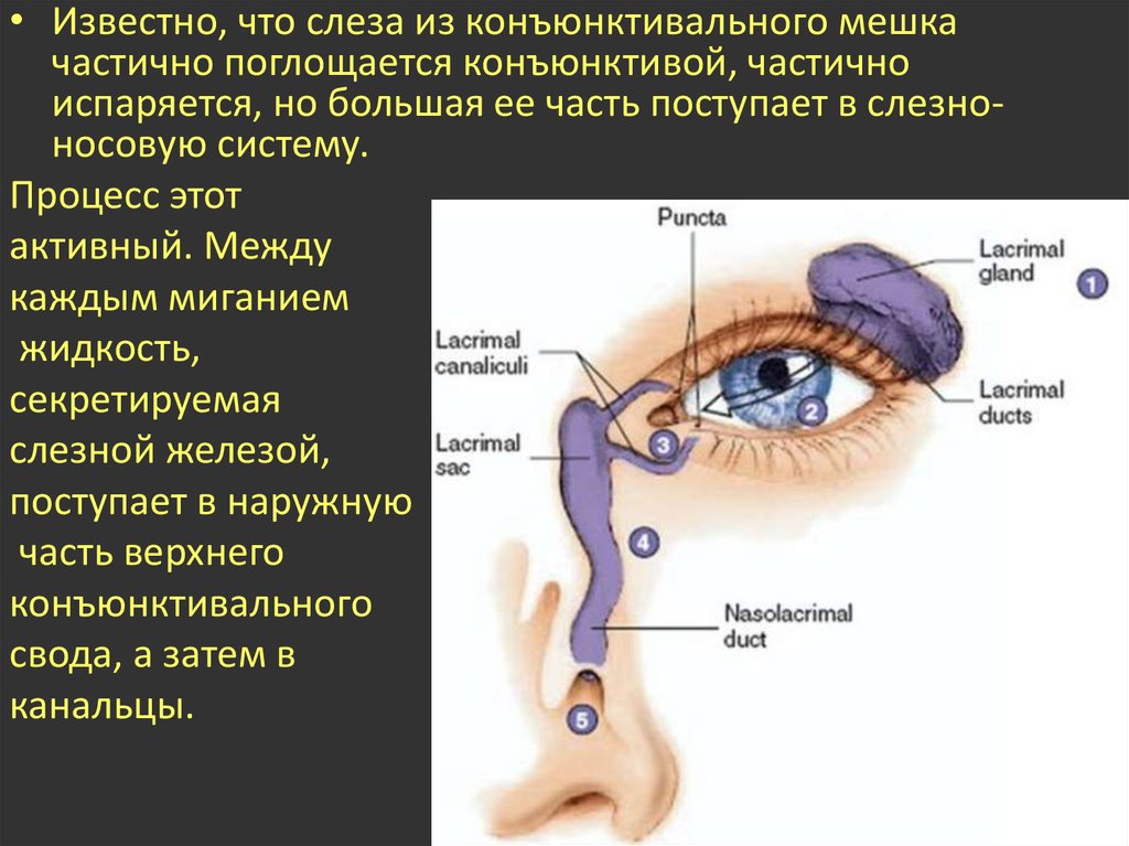 Нижний мешок глаза. Верхний конъюнктивальный мешок анатомия. Нижний конъюнктивальный мешок глаза. Строение глаза конъюнктивальный мешок. Конъюнктивит мешок конъюнктивальный.