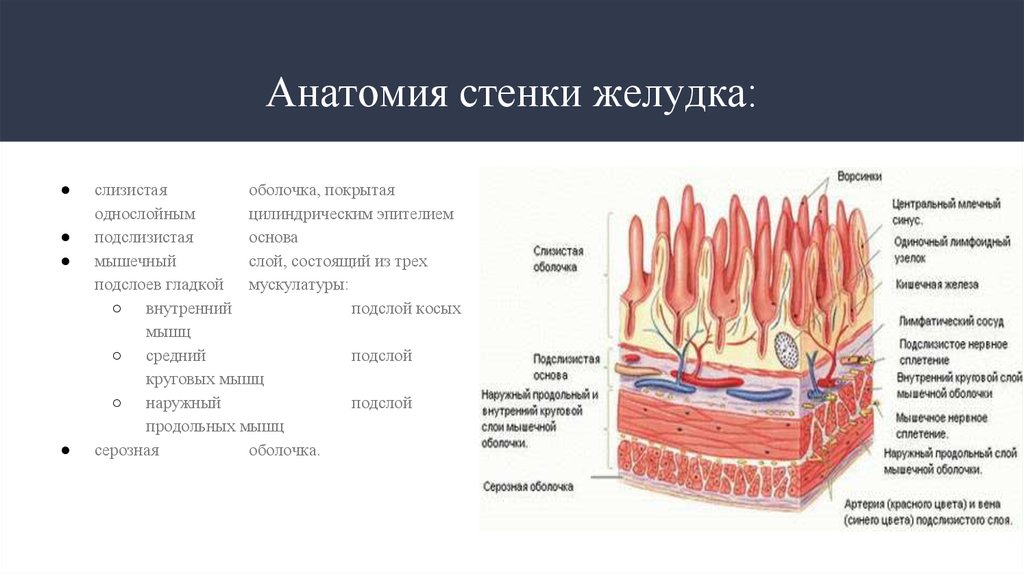 Из чего состоит слизистая