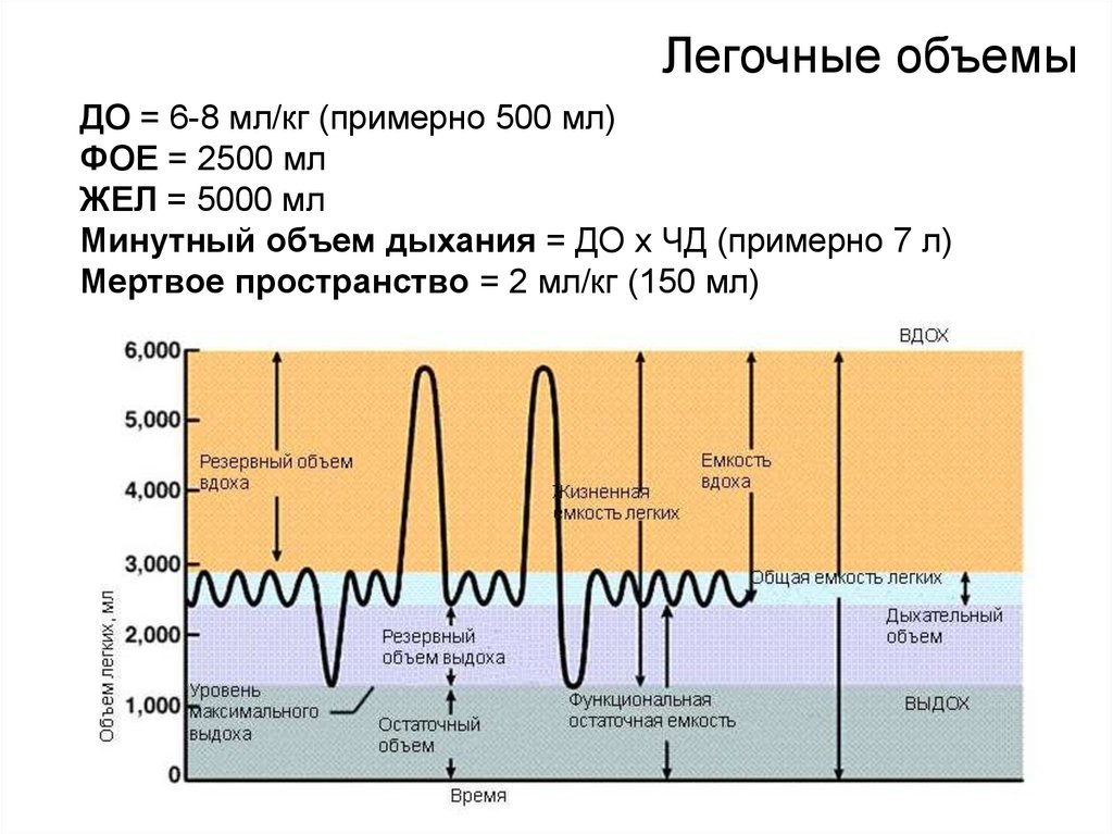 Объем легких 5 2