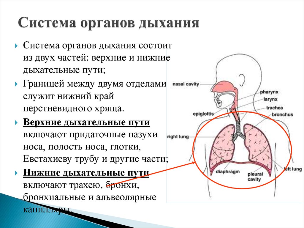 Выберите 3 верно обозначенные подписи к рисунку на котором изображена система органов дыхания