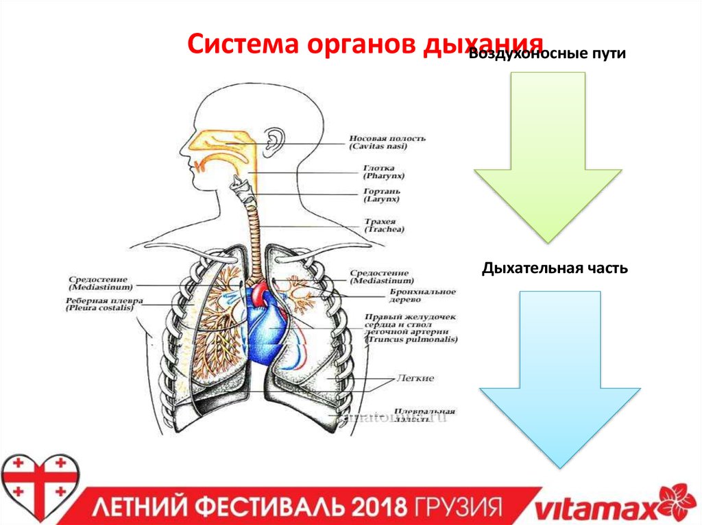 Перевожу дыхание