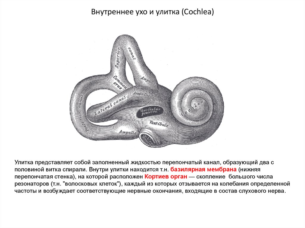 Структура улитки внутреннего уха. Строение улитки внутреннего уха. Строение улитки уха. Строение внутреннего уха жидкость. Строение улитки уха человека.