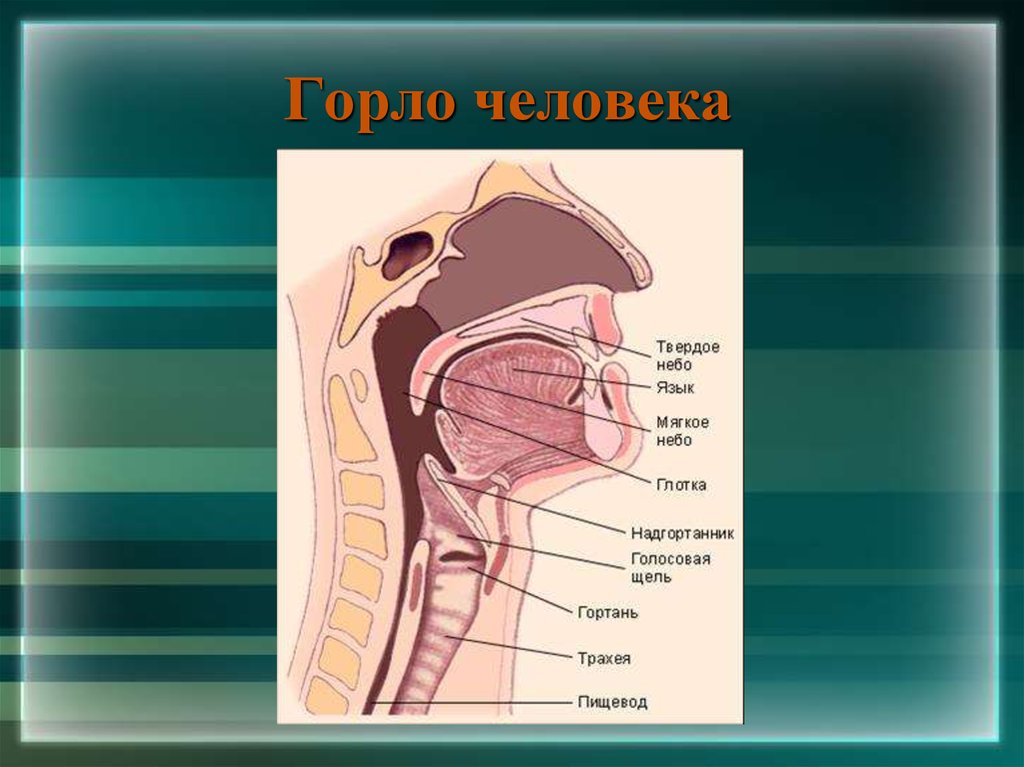 Схема горла человека