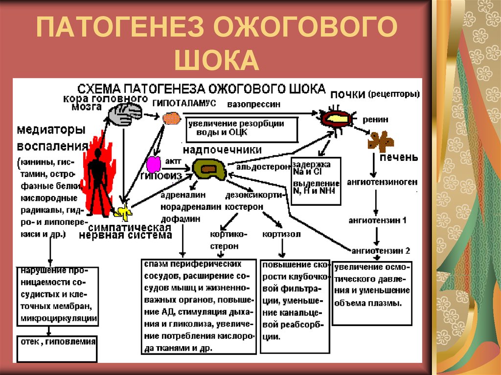 Терапия ожогового шока. Схема патогенеза ожоговой болезни. Схема патогенеза ожоговой болезни патофизиология. Патогенез ожогового шока схема. Механизм развития ожоговой болезни.