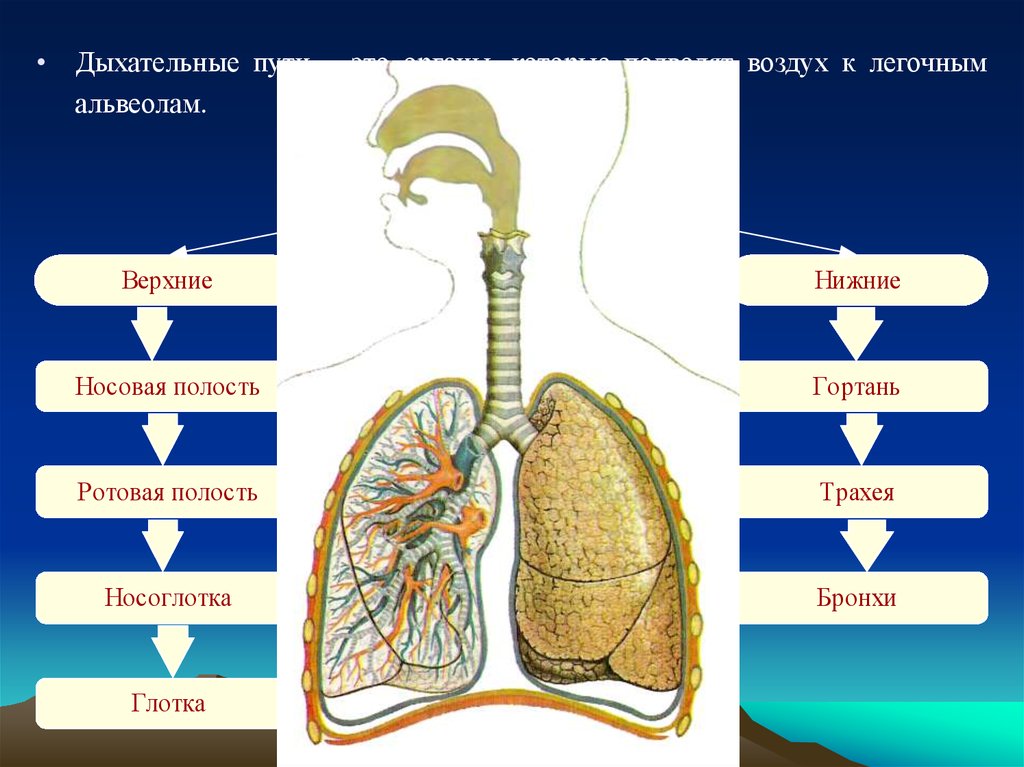Легочное дыхание строение. Дыхательная система анатомия альвеолы. Дыхательная система органов структура. Дыхательная система органов дыхания рис 52. Органы дыхания схема.