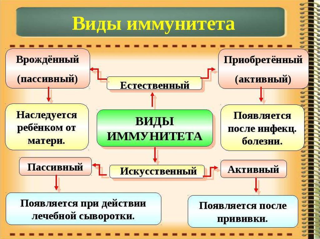 Картинка иммунитет человека