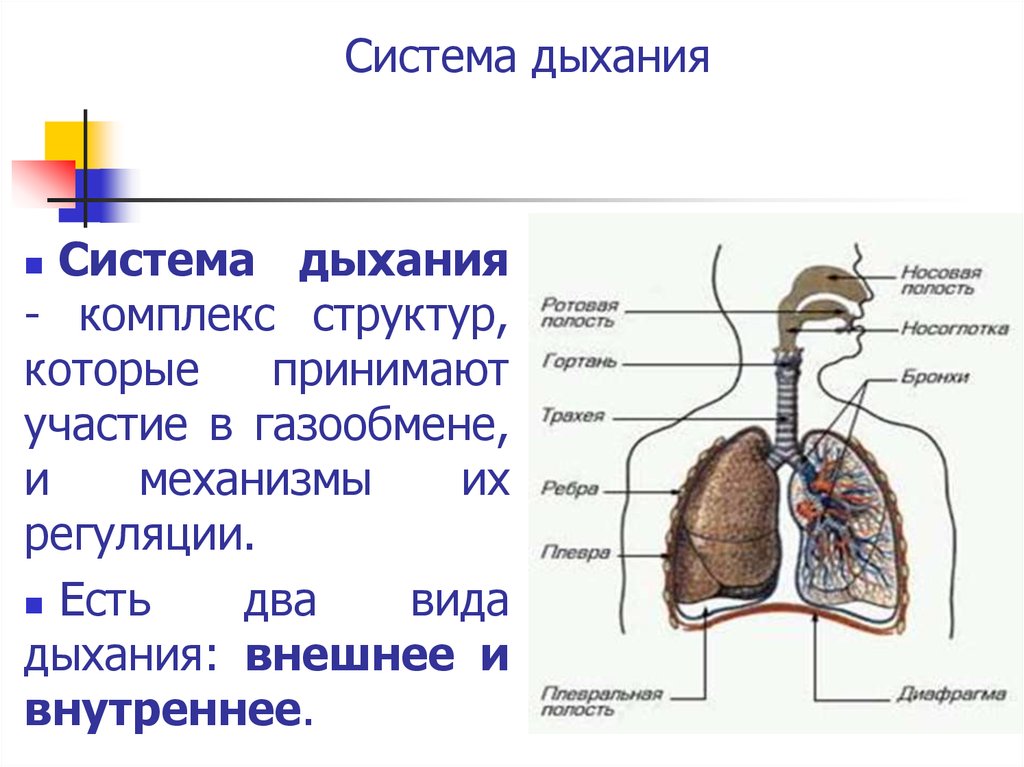 Дыхание с помощью легких впервые появляется у. Дыхательная система человека строение 3 класс. Строение системы органов дыхания человека. Дыхательная система органов дыхания рис 52. Схема дыхательной системы биохимия.