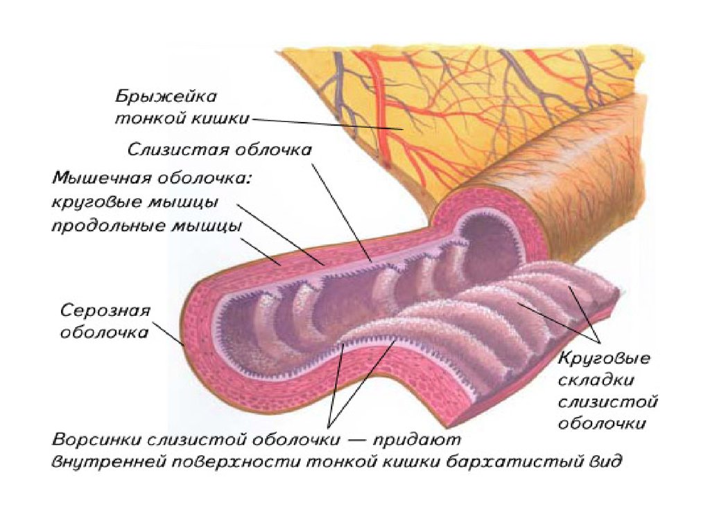 Слизистая оболочка кишки. Строение стенки тонкой кишки анатомия. Тонкая кишка анатомия строение. Мышечная оболочка тонкого кишечника. Складки слизистой оболочки двенадцатиперстной кишки.