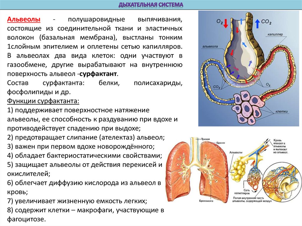 Капилляры и альвеолы легких функции. Газообмен в альвеолах легких. Органы дыхания альвеолы. Строение альвеол. Альвеолы состоят из.