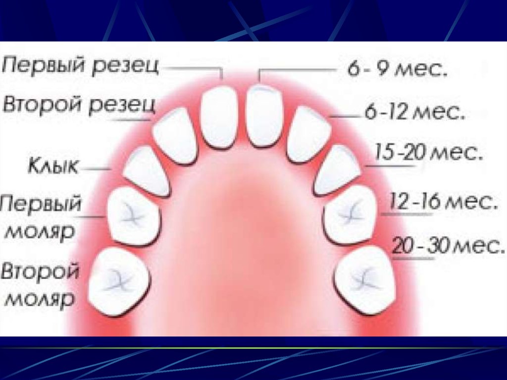 Вырастет ли молочный зуб. Прорезывание зубов у детей 1 моляр. Прорезывание зубов вторые коренные зубы. Прорезывание молочных зубов 2 моляры. Молочные зубы моляры прорезываются.