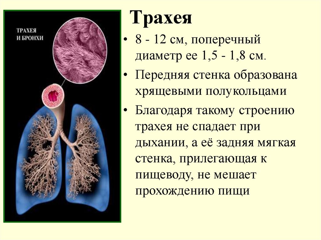 Очищаются ли легкие. Трахея. Бронхи строение. Строение легких и бронхов. Трахея и бронхи.