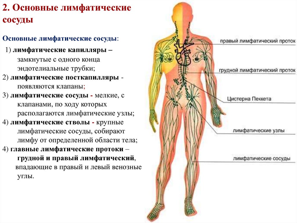 Как течет лимфа в организме схема