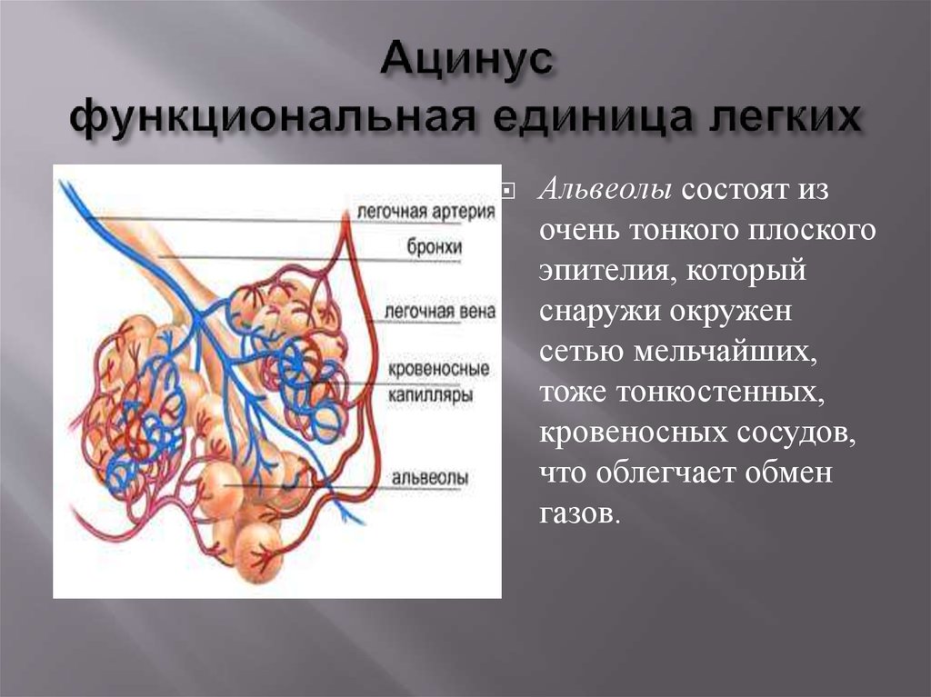 Основная функция альвеол