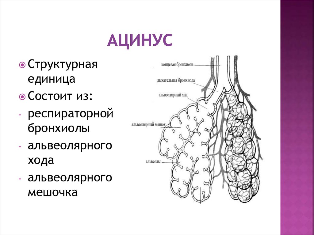 Легкие с альвеолами картинка