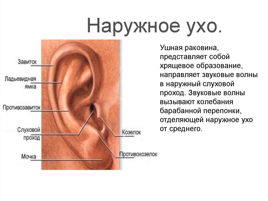 Тающий слышащий колющий. Ухо строение анатомия ушная раковина. Козелок ушной раковины анатомия.