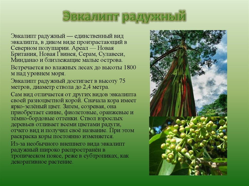 Чем хорош эвкалипт. Растения Австралии эвкалипт. Радужный эвкалипт описание. Эвкалипт розовоцветковый. Радужный эвкалипт сообщение.