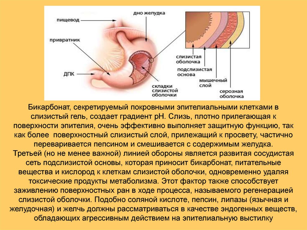 Слизистые оболочки внутренних органов образованы