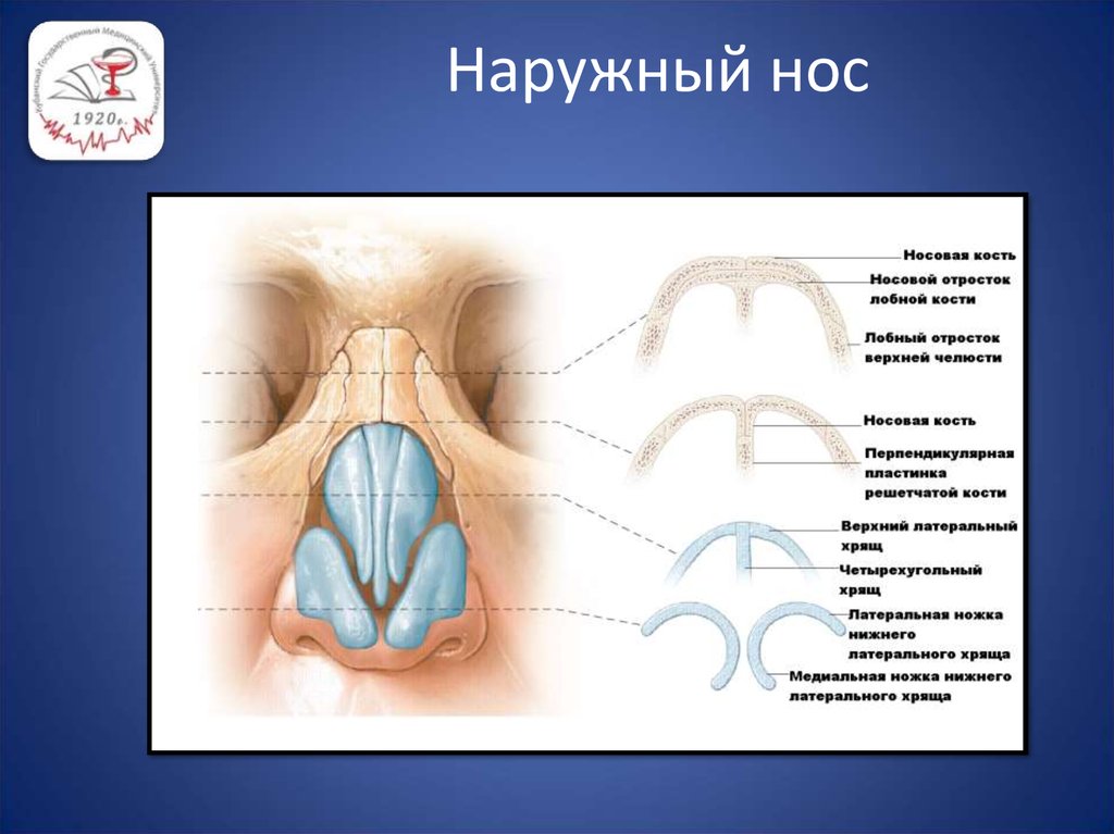 Наружный нос строение. Клиническая анатомия носа. Клиническая анатомия наружного носа. Четырехугольный хрящ носа. Анатомия носа презентация.