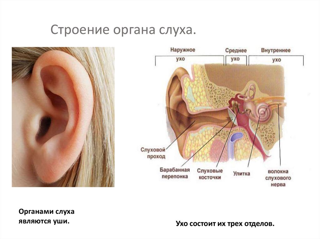 Урок орган слуха. Характеристики части органа слуха улитки. Строение органа слуха. Схема строения органа слуха. Орган слуха анатомия.