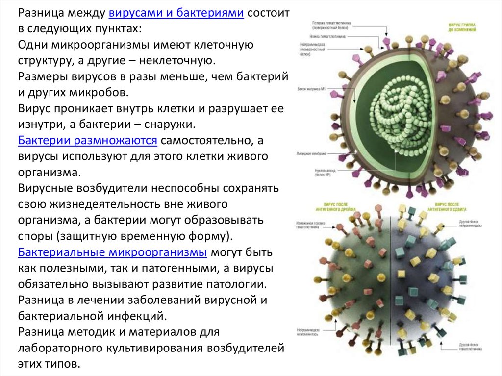 Сравнение бактерий и вирусов. Различия вирусов и бактерий. Основные отличия вирусов от бактерий. Отличие вируса от бактерии строение. Основное отличие вирусов от бактерий.