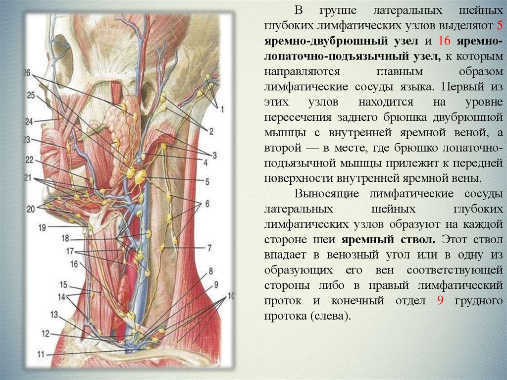 Лимфоузлы на шее расположение схема у взрослых воспалились причина и лечение