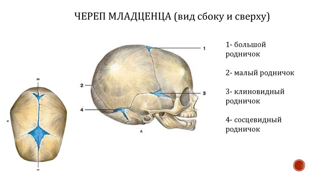 Сколько родничков у младенцев. Роднички черепа анатомия. Роднички черепа новорожденного. Сосцевидный Родничок у новорожденных. Роднички новорожденного анатомия черепа.