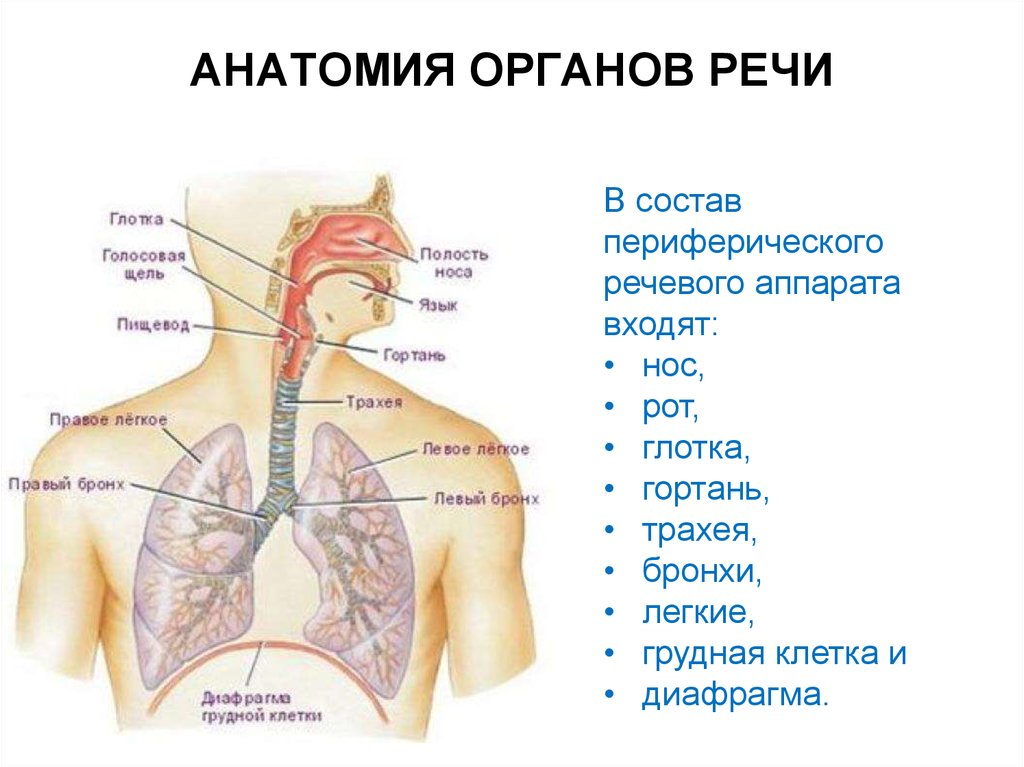 Дыхательная система человека механизм вдоха и выдоха